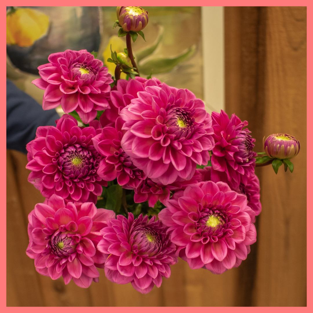 The Pink Beaut bouquet includes 12 mixed stems of Pink Dahlia!