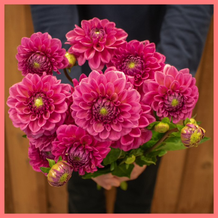 The Pink Beaut bouquet includes 12 mixed stems of Pink Dahlia!