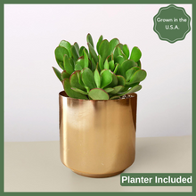 Load image into Gallery viewer, The Crassula Jade is a succulent, and its charm lies not only in its stunning appearance but also in its adaptability and low-maintenance nature. 
