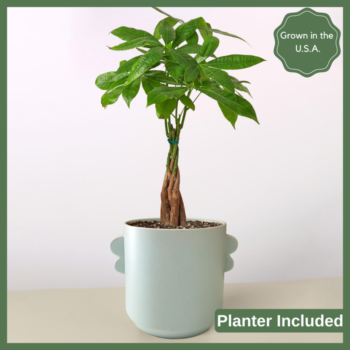 Native to central and South America, the Money Tree 'Guiana Chestnut' is an enchanting and unique houseplant that is believed to bring good luck and prosperity to its owners.