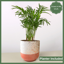 Load image into Gallery viewer, The Pamela is a Parlor Palm Plant, a gorgeous slow-growing, easy-to-care-for, air purifier. At its mature height, it can reach 3-4 feet! This tropical 4&quot; plant has been cultivated as an indoor plant due to its ability to thrive in low light conditions.
