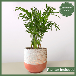 The Pamela is a Parlor Palm Plant, a gorgeous slow-growing, easy-to-care-for, air purifier. At its mature height, it can reach 3-4 feet! This tropical 4" plant has been cultivated as an indoor plant due to its ability to thrive in low light conditions.