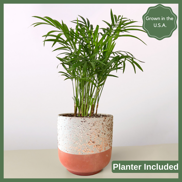The Pamela is a Parlor Palm Plant, a gorgeous slow-growing, easy-to-care-for, air purifier. At its mature height, it can reach 3-4 feet! This tropical 4