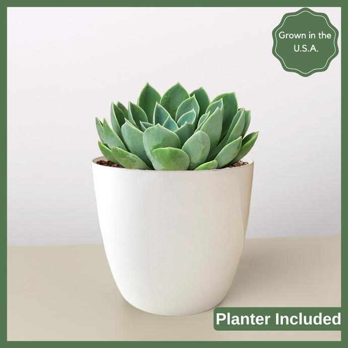 Echeveria 'Cat's Claw' succulents are known for their captivating rosette formations and vibrant colors.