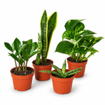 Plant Gift Bundle