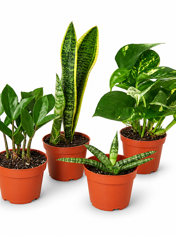 Plant Gift Bundle