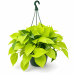 The Neon - Indoor Plant