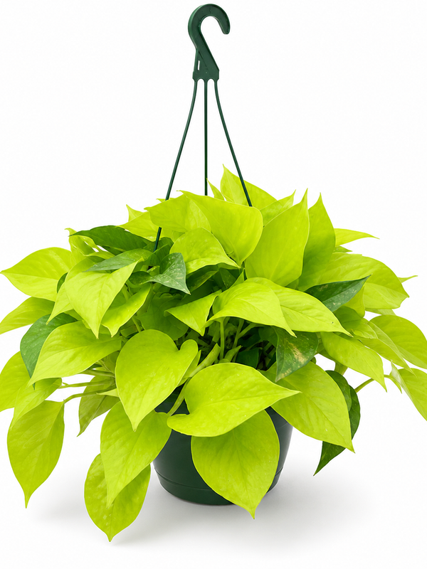 The Neon - Indoor Plant