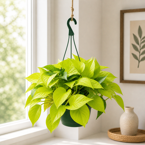 The Neon Pothos plant with trailing neon-green foliage