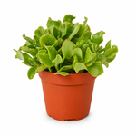 The Ripple - Indoor Plant