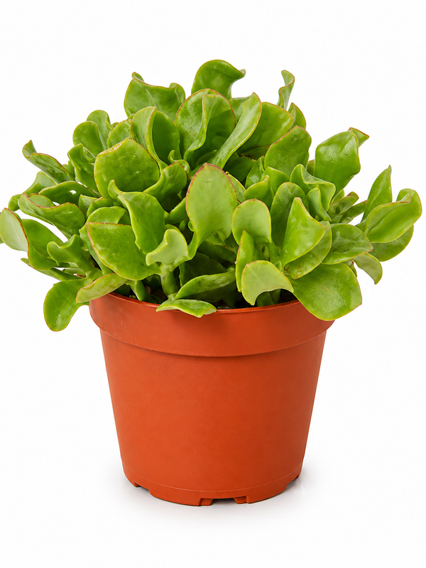 The Ripple - Indoor Plant