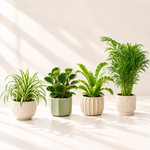 Spider plant, peperomia, fern and parlor palm in cream and sage ceramic planters