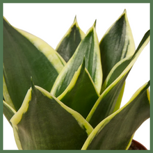 Load image into Gallery viewer, Serpent&#39;s Charm - a Snake Plant, also known as the Mother-in-Law&#39;s Tongue - is a natural air purifier that will make a great addition to your home or office! Snake plants have strong, sturdy, sword shaped leaves, which are drought tolerant and retain water (read: don&#39;t water too often!). Pro tip: this plant can easily be propagated by leaf cuttings, so you can multiply your family of snake plants! 

