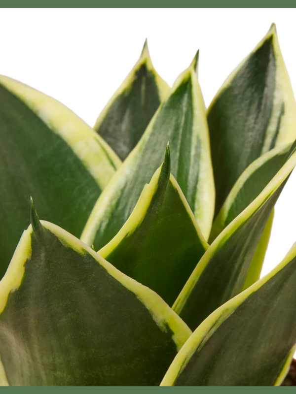 Serpent's Charm - a Snake Plant, also known as the Mother-in-Law's Tongue - is a natural air purifier that will make a great addition to your home or office! Snake plants have strong, sturdy, sword shaped leaves, which are drought tolerant and retain water (read: don't water too often!). Pro tip: this plant can easily be propagated by leaf cuttings, so you can multiply your family of snake plants! 