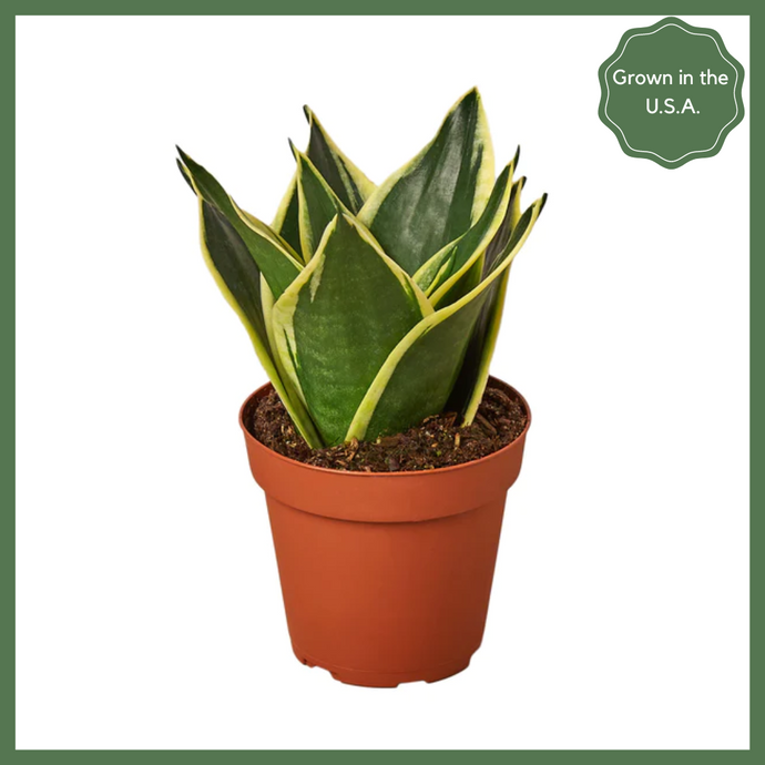 Serpent's Charm - a Snake Plant, also known as the Mother-in-Law's Tongue - is a natural air purifier that will make a great addition to your home or office! Snake plants have strong, sturdy, sword shaped leaves, which are drought tolerant and retain water (read: don't water too often!). Pro tip: this plant can easily be propagated by leaf cuttings, so you can multiply your family of snake plants!