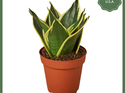 Serpent's Charm - a Snake Plant, also known as the Mother-in-Law's Tongue - is a natural air purifier that will make a great addition to your home or office! Snake plants have strong, sturdy, sword shaped leaves, which are drought tolerant and retain water (read: don't water too often!). Pro tip: this plant can easily be propagated by leaf cuttings, so you can multiply your family of snake plants!