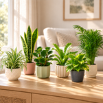 Five houseplants in pastel ceramic planters on a sideboard in a bright living room