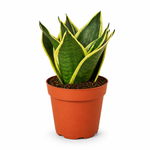 Serpent's Charm Snake Plant - Indoor Plant