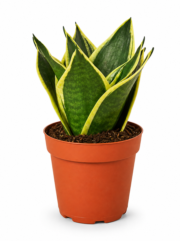 Serpent's Charm Snake Plant - Indoor Plant