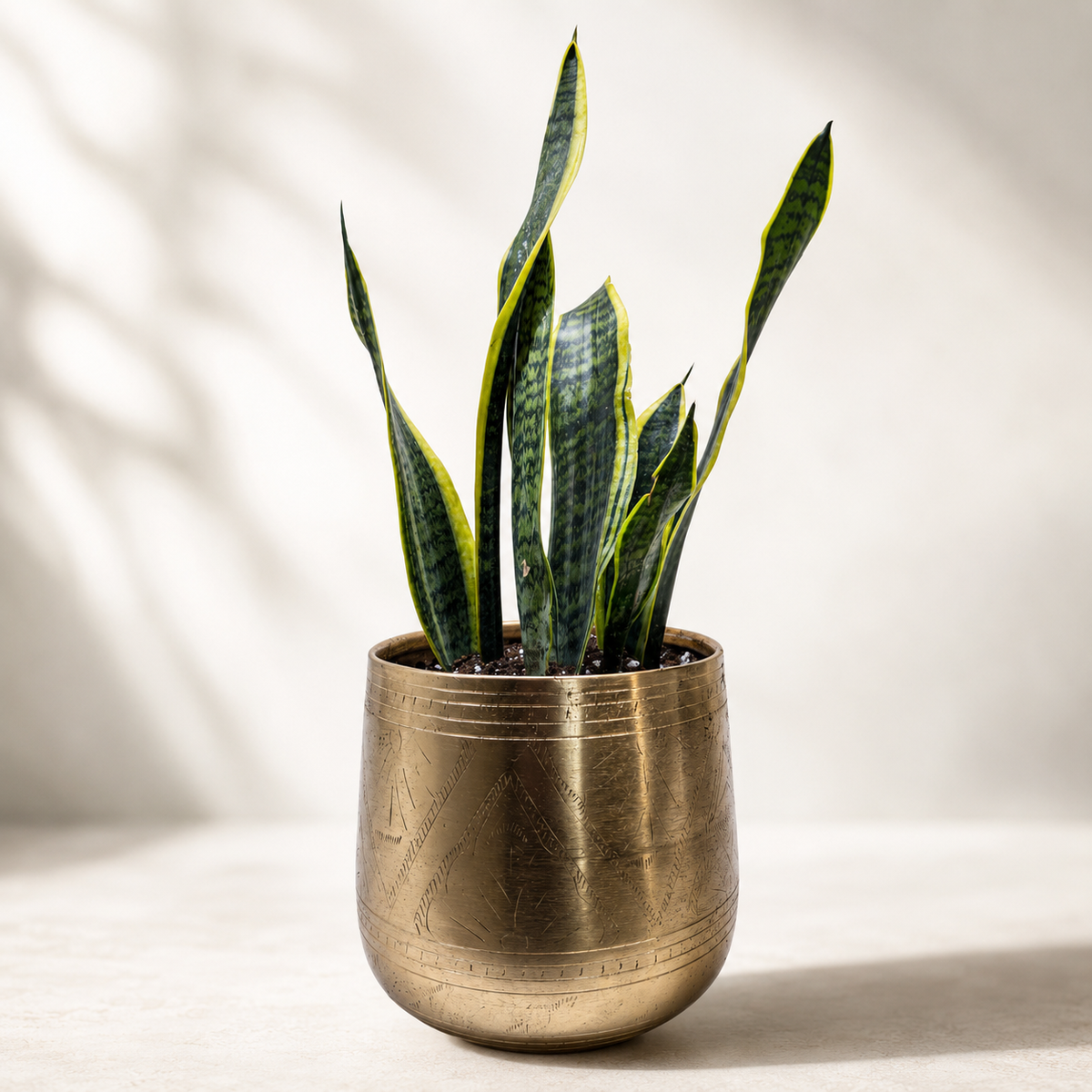 succulents plants near me 4