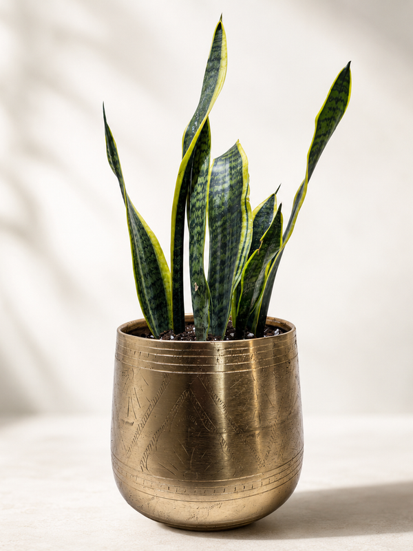 Snake Plant Laurentii - Indoor Plant