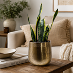 Snake Plant Laurentii - Indoor Plant
