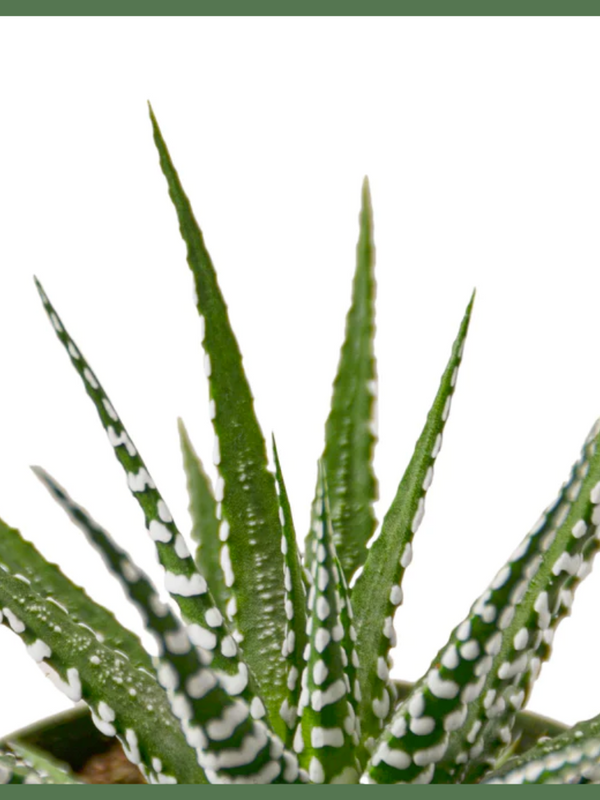 The Striped Beauty Succulent, also known as a Zebra Plant or Haworthia fasciata, is a delicate and beautiful succulent houseplant. The Striped Beauty is a low maintenance plant, and looks great alone or as a companion to other plants in your home or office! The Striped Beauty is known as a Zebra Plant for a reason - its green leaves have small, clustered white bumps on them, making it look just like a zebra.