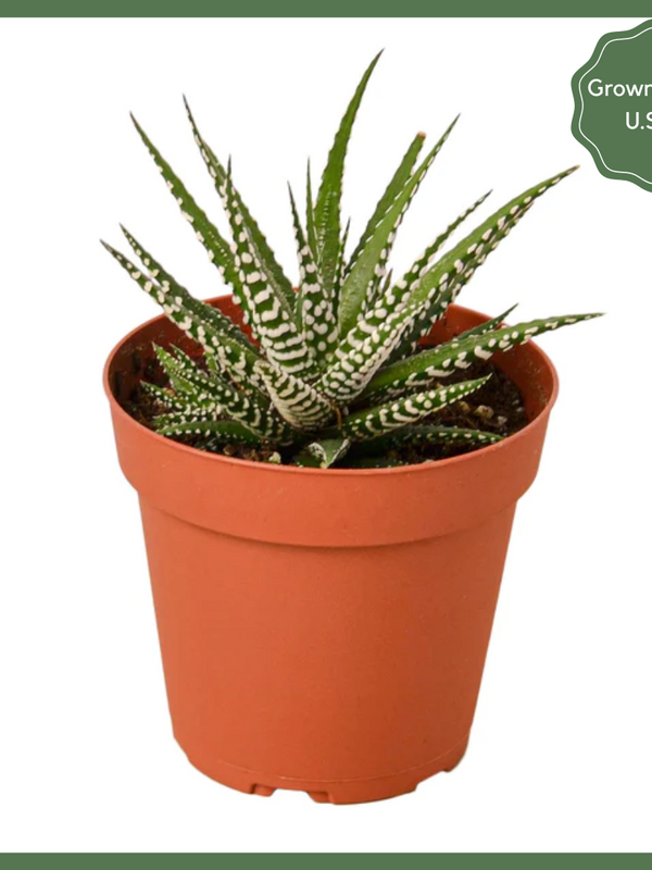The Striped Beauty Succulent, also known as a Zebra Plant or Haworthia fasciata, is a delicate and beautiful succulent houseplant. The Striped Beauty is a low maintenance plant, and looks great alone or as a companion to other plants in your home or office! The Striped Beauty is known as a Zebra Plant for a reason - its green leaves have small, clustered white bumps on them, making it look just like a zebra.