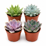 Succulent Variety Pack
