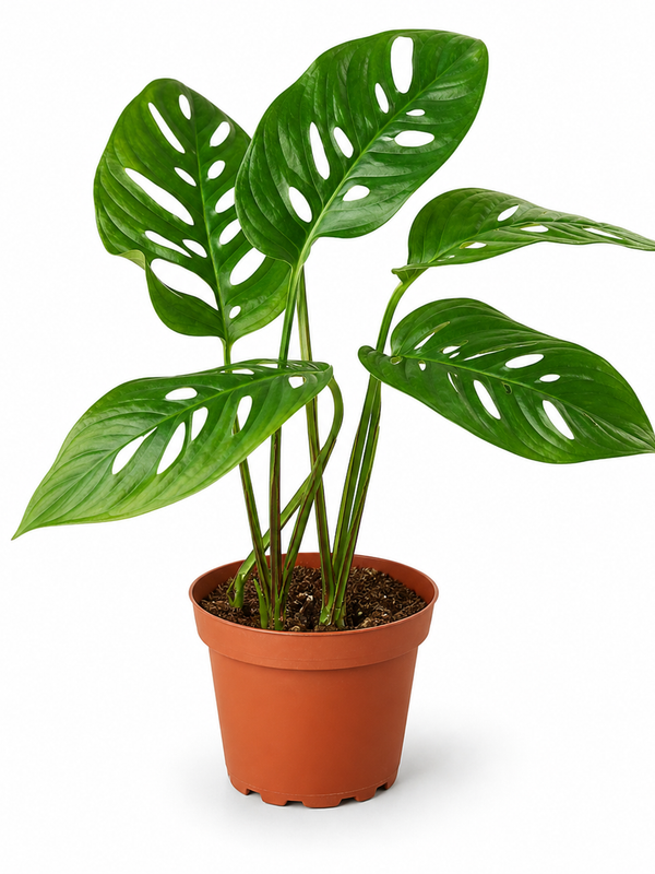 'Swiss Cheese' - Indoor Plant