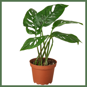'Swiss Cheese' Plant