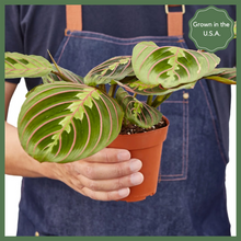 Load image into Gallery viewer, The Danny, a Maranta Red Prayer Plant, is a beautiful, evergreen perennial native to South and Central. This unique plant has a&nbsp;tint of purplish-red on the undersides of the leaves. The plant responds to light, as its leaves are flat during the day to maximize sun intake, and they point upward at night to maintain moisture. Their position at night looks as if they are praying, hence the plant&#39;s name!&nbsp;
