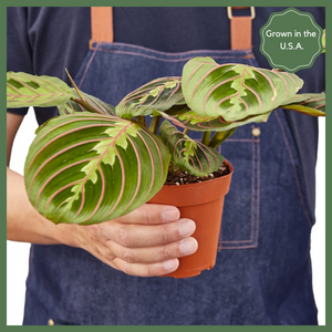The Danny, a Maranta Red Prayer Plant, is a beautiful, evergreen perennial native to South and Central. This unique plant has a&nbsp;tint of purplish-red on the undersides of the leaves. The plant responds to light, as its leaves are flat during the day to maximize sun intake, and they point upward at night to maintain moisture. Their position at night looks as if they are praying, hence the plant's name!&nbsp;
