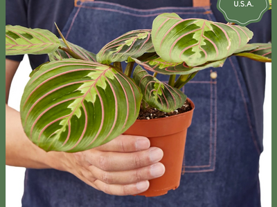 The Danny, a Maranta Red Prayer Plant, is a beautiful, evergreen perennial native to South and Central. This unique plant has a&nbsp;tint of purplish-red on the undersides of the leaves. The plant responds to light, as its leaves are flat during the day to maximize sun intake, and they point upward at night to maintain moisture. Their position at night looks as if they are praying, hence the plant's name!&nbsp;