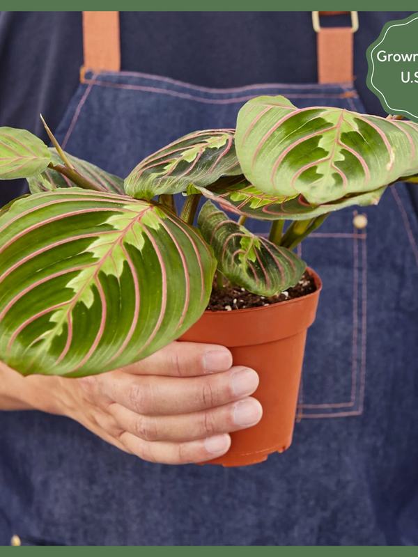 The Danny, a Maranta Red Prayer Plant, is a beautiful, evergreen perennial native to South and Central. This unique plant has a&nbsp;tint of purplish-red on the undersides of the leaves. The plant responds to light, as its leaves are flat during the day to maximize sun intake, and they point upward at night to maintain moisture. Their position at night looks as if they are praying, hence the plant's name!&nbsp;