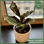 The Gracie - Indoor Plant