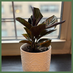 The Gracie - Indoor Plant