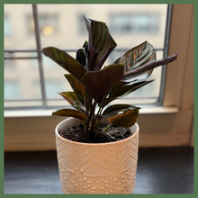 Load image into Gallery viewer, Calathea Ornata
