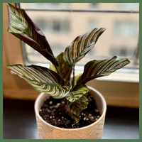Calathea Ornata