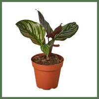 Calathea Ornata