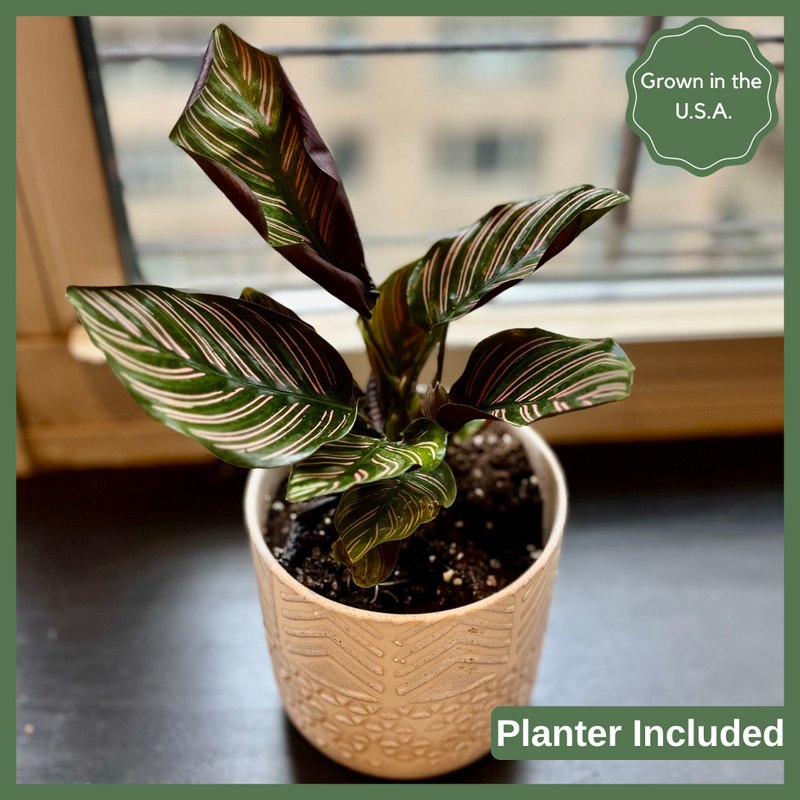 The Gracie - Indoor Plant