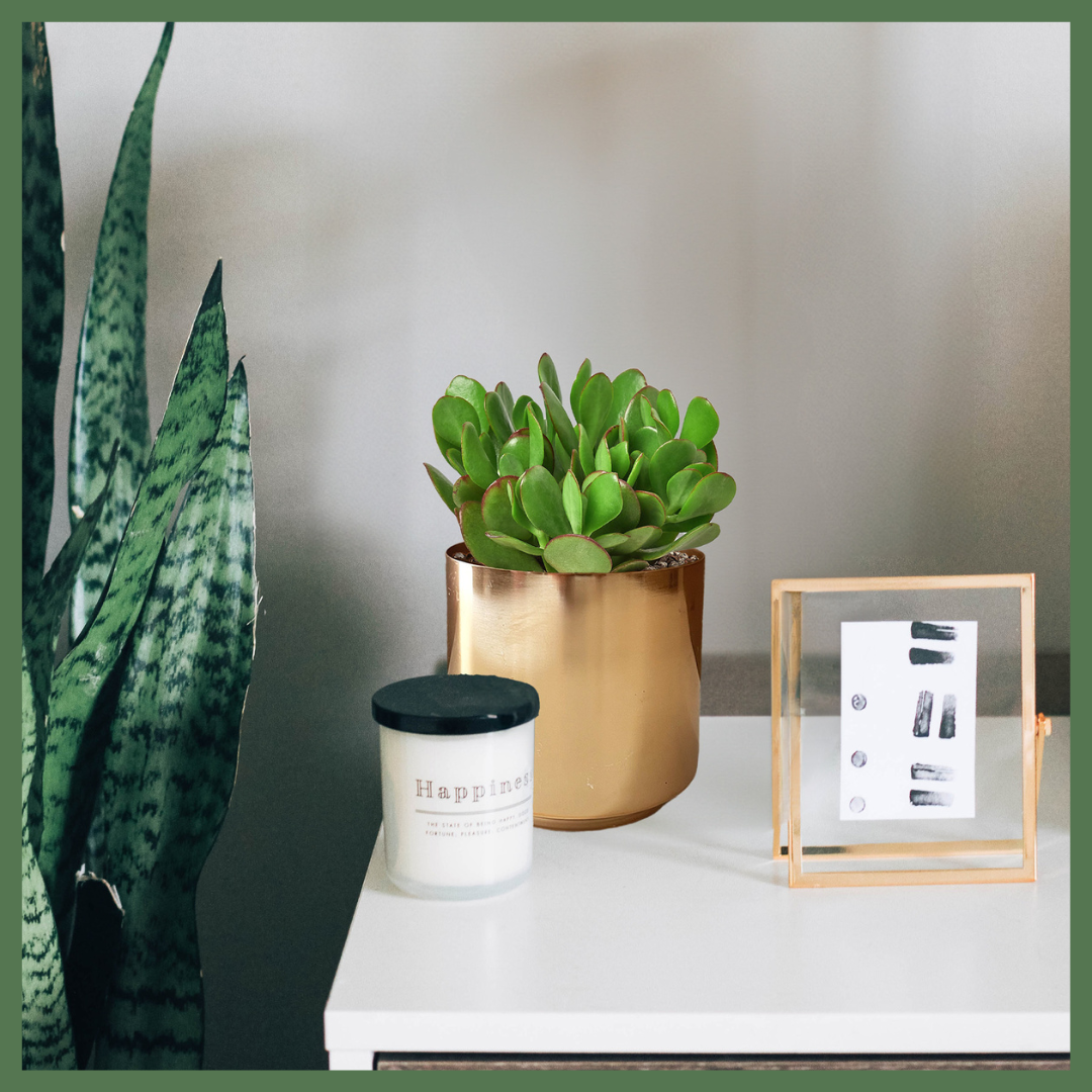 The Crassula Jade is a succulent, and its charm lies not only in its stunning appearance but also in its adaptability and low-maintenance nature. 