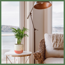 Load image into Gallery viewer, The Pamela is a Parlor Palm Plant, a gorgeous slow-growing, easy-to-care-for, air purifier. At its mature height, it can reach 3-4 feet! This tropical 4&quot; plant has been cultivated as an indoor plant due to its ability to thrive in low light conditions.
