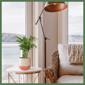 The Pamela is a Parlor Palm Plant, a gorgeous slow-growing, easy-to-care-for, air purifier. At its mature height, it can reach 3-4 feet! This tropical 4" plant has been cultivated as an indoor plant due to its ability to thrive in low light conditions.