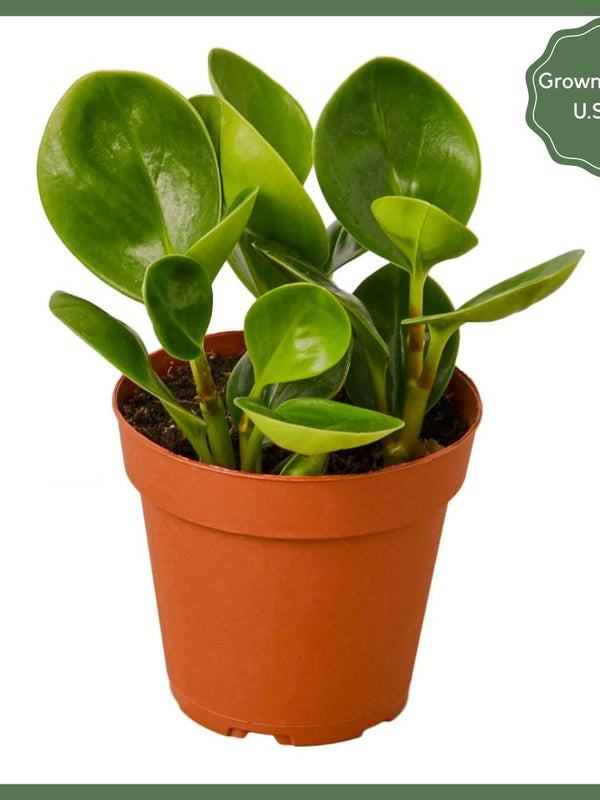 Party Time - Indoor Plant