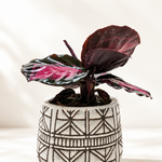 The Callie - Indoor Plant