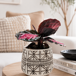 The Callie - Indoor Plant