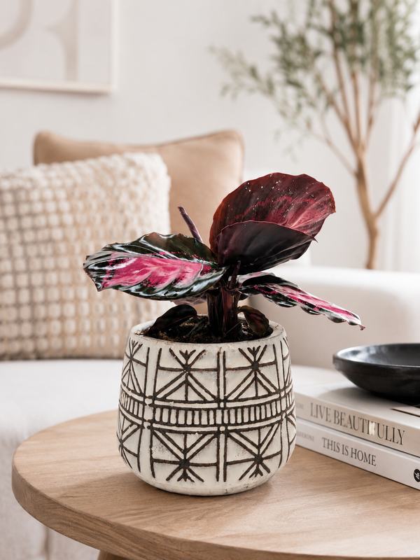 The Callie - Indoor Plant