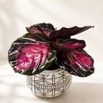 The Callie - Indoor Plant