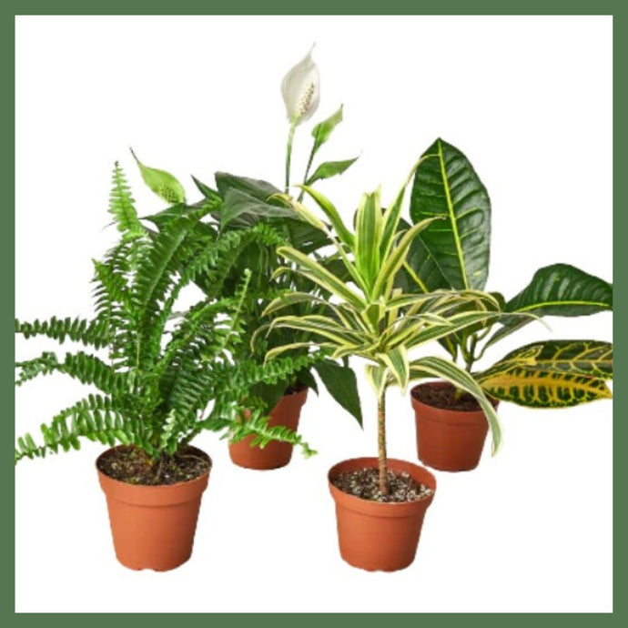 Plant Variety Bundle